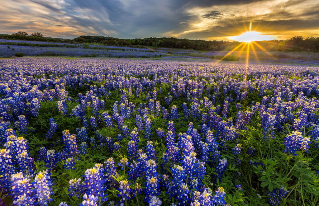 Texas bluebonnet field