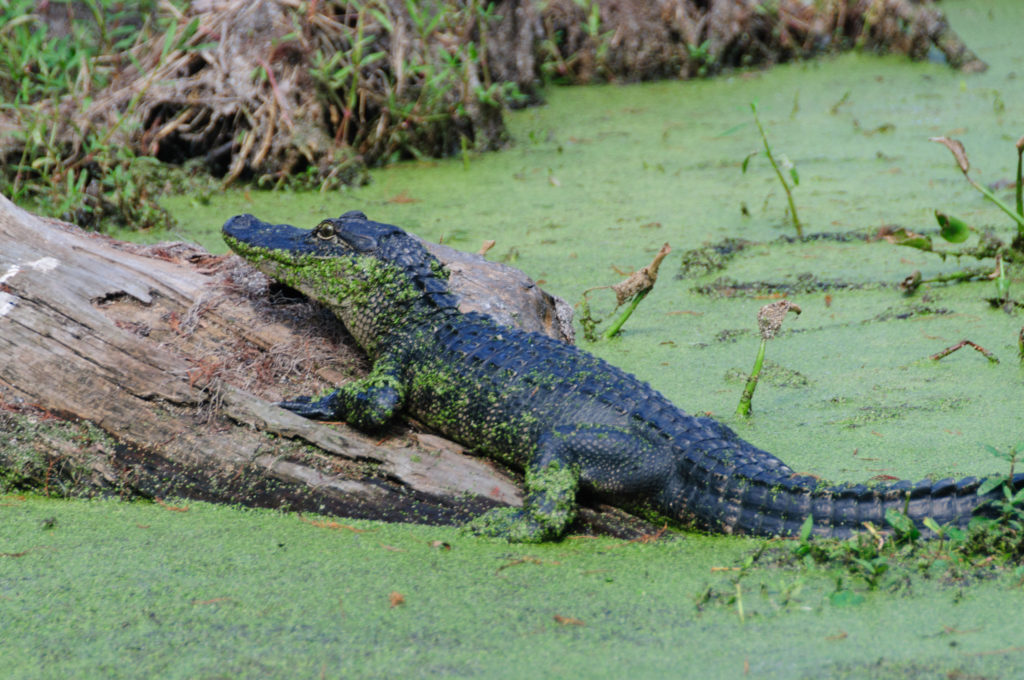 Alligator on a Log