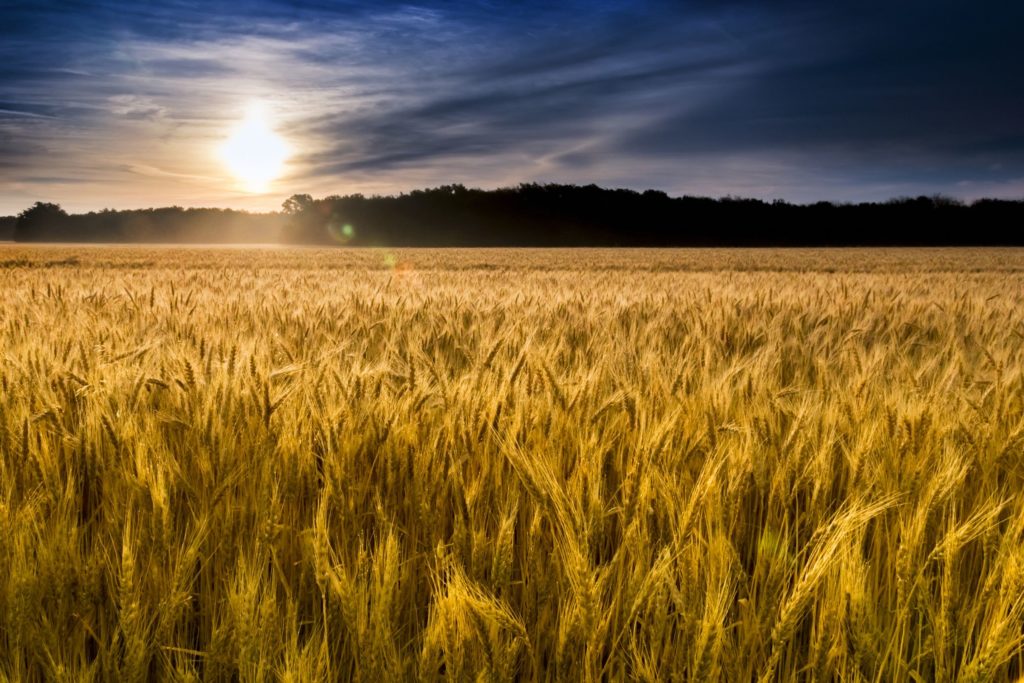 Wheat field Kansas